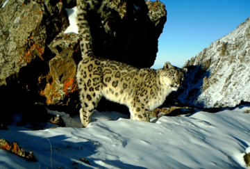 Snöleopard står på snötäckt bergssida mellan klippor, med svansen uppåt och vänder huvudet mot kameran under klar blå himmel.