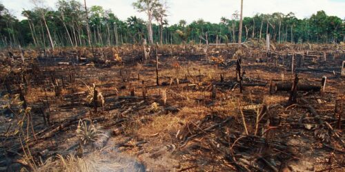 Skogsbrand i regnskog, © © Nigel Dickinson / WWF Bränt regnskogsområde med svartnade stubbar och trädstammar, aska och torkat gräs, kvarvarande grönt lövverk i bakgrunden.