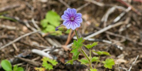 Liten ensam lila blomma med fem kronblad och mörka ådror på tunn ludden stjälk bland barr och blad.