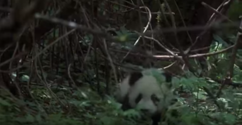 videobild-sötchock-i-pandaskogen En ung panda smyger genom tät bambu- och buskvegetation, syns delvis bakom blad och grenar.