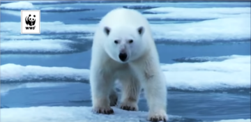 En ensam isbjörn vandrar på isflak över öppet vatten; WWF-logotyp och texten "WWF" i övre vänstra hörnet.