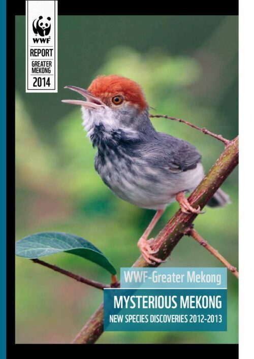 Liten grå fågel med röd hjässa och öppen näbb sitter på en kvist, omslagsbild för WWF-rapport. Text i bilden: WWF REPORT GREATER MEKONG 2014 WWF-Greater Mekong MYSTERIOUS MEKONG NEW SPECIES DISCOVERIES 2012-2013