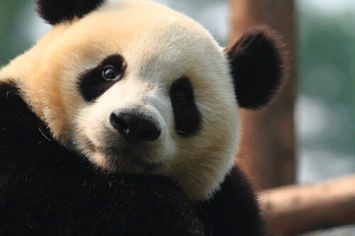Wild panda (Ailuropoda melanoleuca) in China., © Brad Josephs / WWF Närbild av en vild jättepanda i Kina, med svartvita ansiktsfläckar som tittar mot kameran.