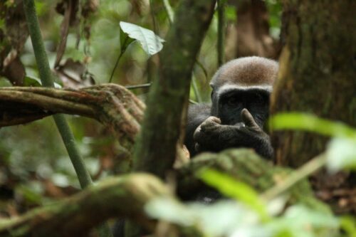 En gorilla tittar fram mellan trädstammar och löv, håller händerna mot munnen och blickar mot kameran.