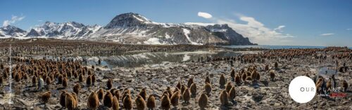 Massiv koloni av brunfjuniga pingvinungar och vuxna pingviner på stenig strand vid spegelblank vik med snötäckta berg. Text: "OUR PLANET" "APRIL 5" "NETFLIX"