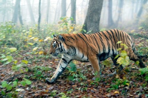 Panthera tigris altaica