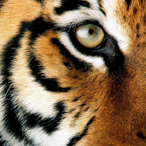 Tigerögon i närbild, sedda framifrån