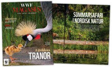 Omslag med en krontrana som böjer sig mot sin duniga unge vid vattenbrynet. Bakom omslaget finns ett uppslag med en bild av vatten. Text i bilden: WWF MAGASIN Nr 1 • 2019 DJUR • NATUR • HÅLLBARHET SOMMARSAFARI STOR semesterguide till Nordens natur! PAPUA — nytt hopp för artrika paradiset Världens TRANOR MÄSTARE PÅ SÅNG & DANS SOMMARSAFARI I NORDISK NATUR