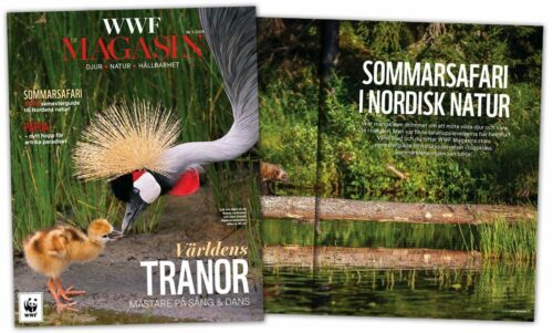 Omslag med en krontrana som böjer sig mot sin duniga unge vid vattenbrynet. Bakom omslaget finns ett uppslag med en bild av vatten. Text i bilden: WWF MAGASIN Nr 1 • 2019 DJUR • NATUR • HÅLLBARHET SOMMARSAFARI STOR semesterguide till Nordens natur! PAPUA — nytt hopp för artrika paradiset Världens TRANOR MÄSTARE PÅ SÅNG & DANS SOMMARSAFARI I NORDISK NATUR