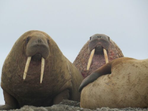 Valross (Odobenus rosmarus)