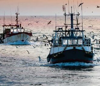 Två fiskebåtar framifrån på öppet hav i gryningsljus, omgivna av många måsar och svagt rosa himmel.