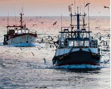 Två fiskebåtar framifrån på öppet hav i gryningsljus, omgivna av många måsar och svagt rosa himmel.