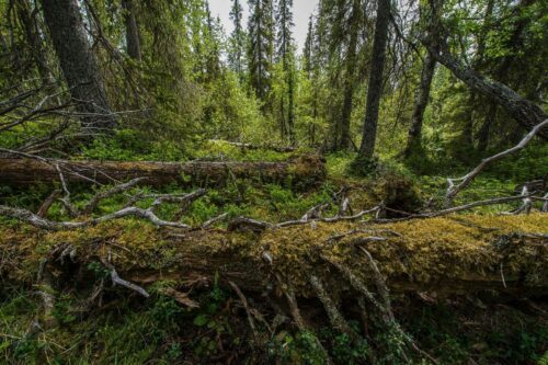 gammelskog-resized-foto-ola Gammelskog med lutande och nedfallna mossbeklädda trädstammar, granar och frodig undervegetation i dämpat ljus.