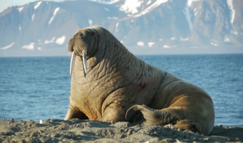 Stor valross med långa betar vilar på stenig strand, bred kropp och rynkig hud, hav och snöklädda berg i bakgrunden.