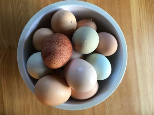 Skål fylld med närproducerade ägg i olika nyanser — bruna, crème och svagt blågröna, ett mörkt fläckigt ägg synligt.