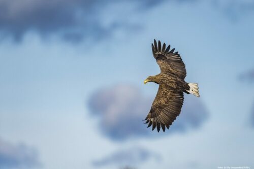 Havsörn med utbredda vingar i glidflykt mot himlen. Text: "Foto: © Ola Jennersten/N IBL".