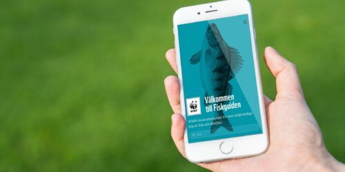 Fiskguiden