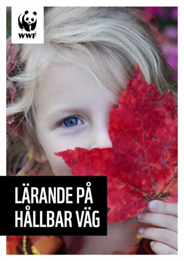 Lärande-på-hållbar-väg—2019—WEBB-1 Text i bilden: WWF; LÄRANDE PÅ HÅLLBAR VÄG Ett barn med blont hår och blå ögon håller ett stort rött höstlöv framför halva ansiktet.