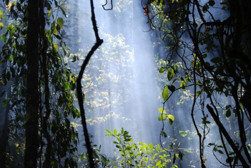 Regnskog i Andapa, Madagaskar, © Martina Lippuner, WWF Solljus strilar genom dimma i tät regnskog i Andapa, Madagaskar; slingrande rankor och gröna blad i förgrunden.