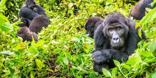 En grupp Grauers gorillor bland tät grön vegetation, en vuxen i förgrunden ser mot kameran.