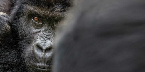 Närbild på en Grauers gorilla: mörk päls, rynkad nos, koncentrerad blick och intensiva bruna ögon.