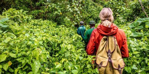 Tre personer vandrar med ryggen mot kamerna, på en smal stig genom tät grön vegetation, närmast kameran går en ryggsäcksklädd person i röd jacka.