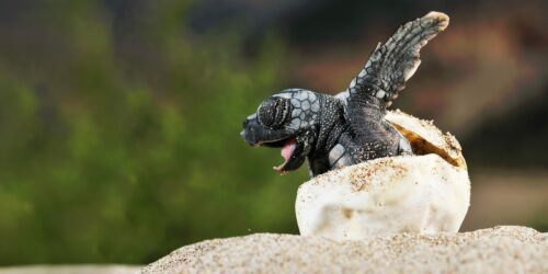 Nyfödd havssköldpaddsunge kryper ur sitt ägg på sand, gapar.