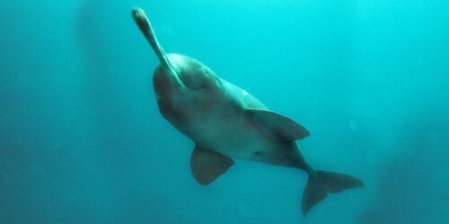 En floddelfin i Bangladesh simmar uppåt, med lång smal nos, rundad kropp, bröstfenor och stjärt synliga i turkost vatten.