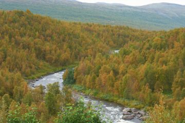 En forsande flod slingrar sig genom en tät skog med träd i höstfärger, omgivet av fjäll och kullar i bakgrunden.