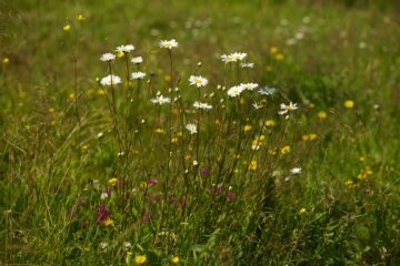 Genom att plantera pollenrika växter i din trädgård som blommar hela säsongen kan du underlätta pollineringen.