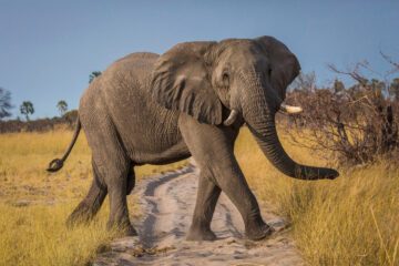 Afrikansk elefant är en av de hotade arter som finns vid Världsarvet i Selous, Tanzania bla.