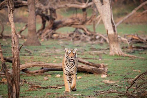 Bengaltiger som går mot betraktaren.