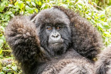 Bergsgorillorna i Rwanda ökar i antal, vilket är ett av de positiva exempel som nämns i WWFs nya rapport om vår biologiska mångfald.