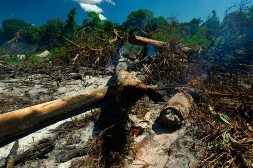 Forest fire, Juruena National Park, Brazil, © Zig Koch / WWF Nedbrända och brända trädstammar ligger på marken i ett skogsområde efter en skogsbrand i Juruena nationalpark, Brasilien.