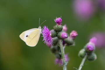 För att behålla den biologiska mångfalden krävs såväl insekter som många olika sorters blommor. Här rovfjäril (Pieris rapae) vilar på krustistel (Carduus crispus).