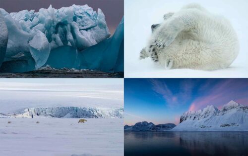 Fyra bilder i ett kollage: blå isberg, sovande isbjörn, isbjörn i snölandskap och arktiskt fjällandskap vid vatten.