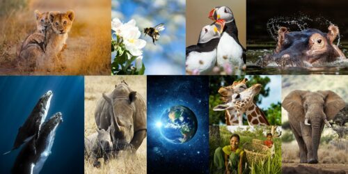 Tio bilder i collage: två tigerungar, ett bi flyger vid en vit blomma, två fåglar, en noshörning i vatten, två valar simmar uppåt i mörkt vatten, en vuxen noshörning och en ung, jordklotet sett från rymden, två giraffer, en person med korgar och en elefant.