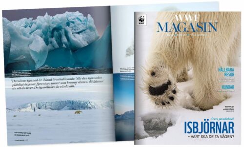 Omslaget visar isbjörnsfot och spår i snön. Uppslaget visar isberg och polär miljö i bakgrunden. Text: "WWF MAGASIN. ISBJÖRNAR – VART SKA DE TA VÄGEN?" och WWF-logotyp.