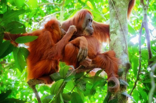Orangutanger i träd