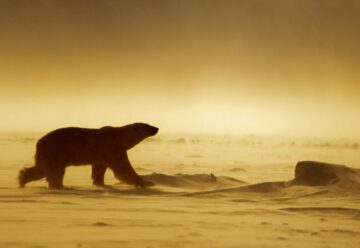 En isbjörn går över ett snötäckt landskap i varmt, diffust ljus som skapar en gyllene ton.