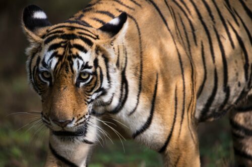 Stor bengalisk tiger med orange päls och svarta ränder, stirrande intensivt framåt.