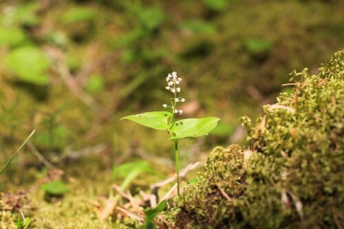 Liten växt med två gröna blad och små vita blommor på en tunn stam, omgiven av mossig mark i skogsmiljö.