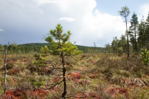 En ensam ung tall i ett kalhugget område med låg vegetation och några skogspartier i bakgrunden under en molnig himmel.