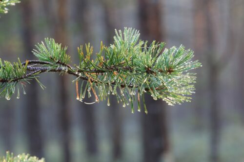 Pine needles