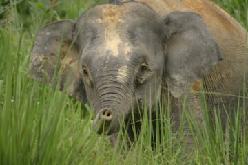 Ung elefant med grå hud och lera på huvudet står i högt gräs, öronen utbredda åt sidorna.