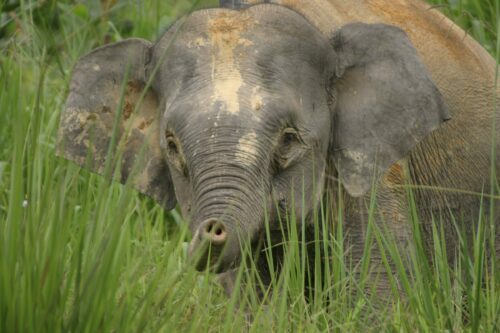 Ung elefant med grå hud och lera på huvudet står i högt gräs, öronen utbredda åt sidorna.