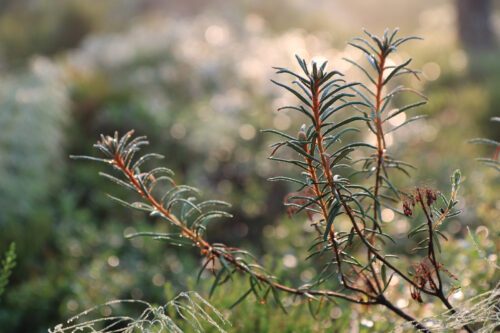 Needles Närbild på två små barrväxtgrenar med gröna och bruna nålliknande blad i mjukt, dimmigt morgonljus.