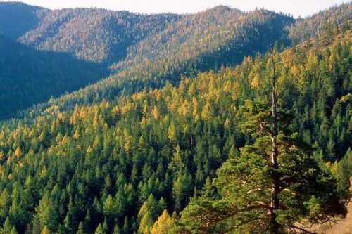skog-ryssland-900×600