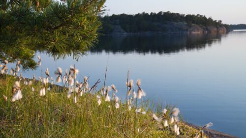 Ullsläktet växer vid en sjö med spegelblankt vatten, granträd syns till vänster och skog i bakgrunden.