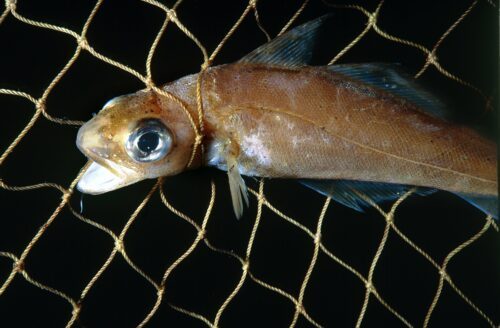 Poor cod in fishing net, Stavanger, Norway
